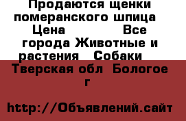 Продаются щенки померанского шпица › Цена ­ 45 000 - Все города Животные и растения » Собаки   . Тверская обл.,Бологое г.